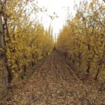 Río Negro activa programas de beneficios turísticos con municipios y privados