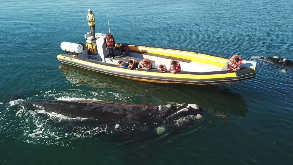 avistaje de fauna marina en la costa rionegrina