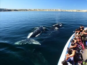 ballenas en Península de Valdés