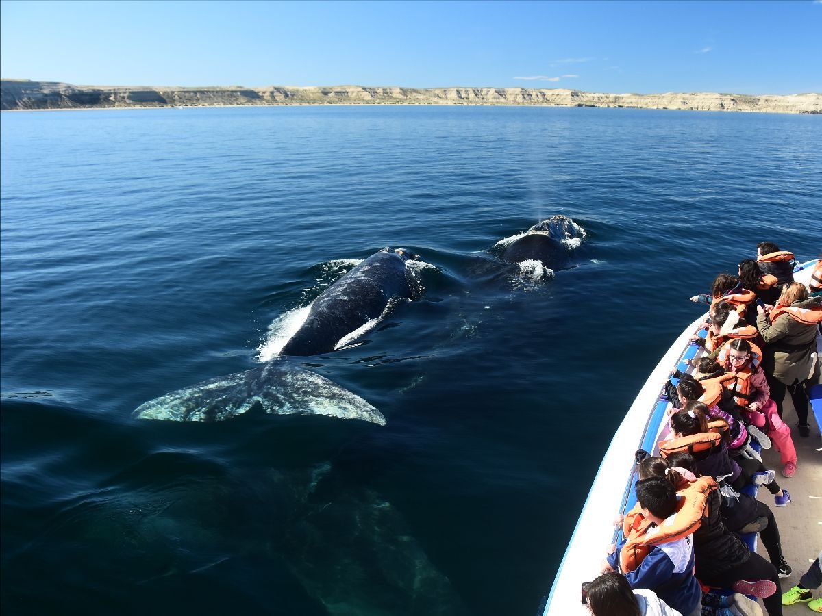 ballenas en Península de Valdés