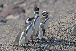temporada de pingüinos en Chubut