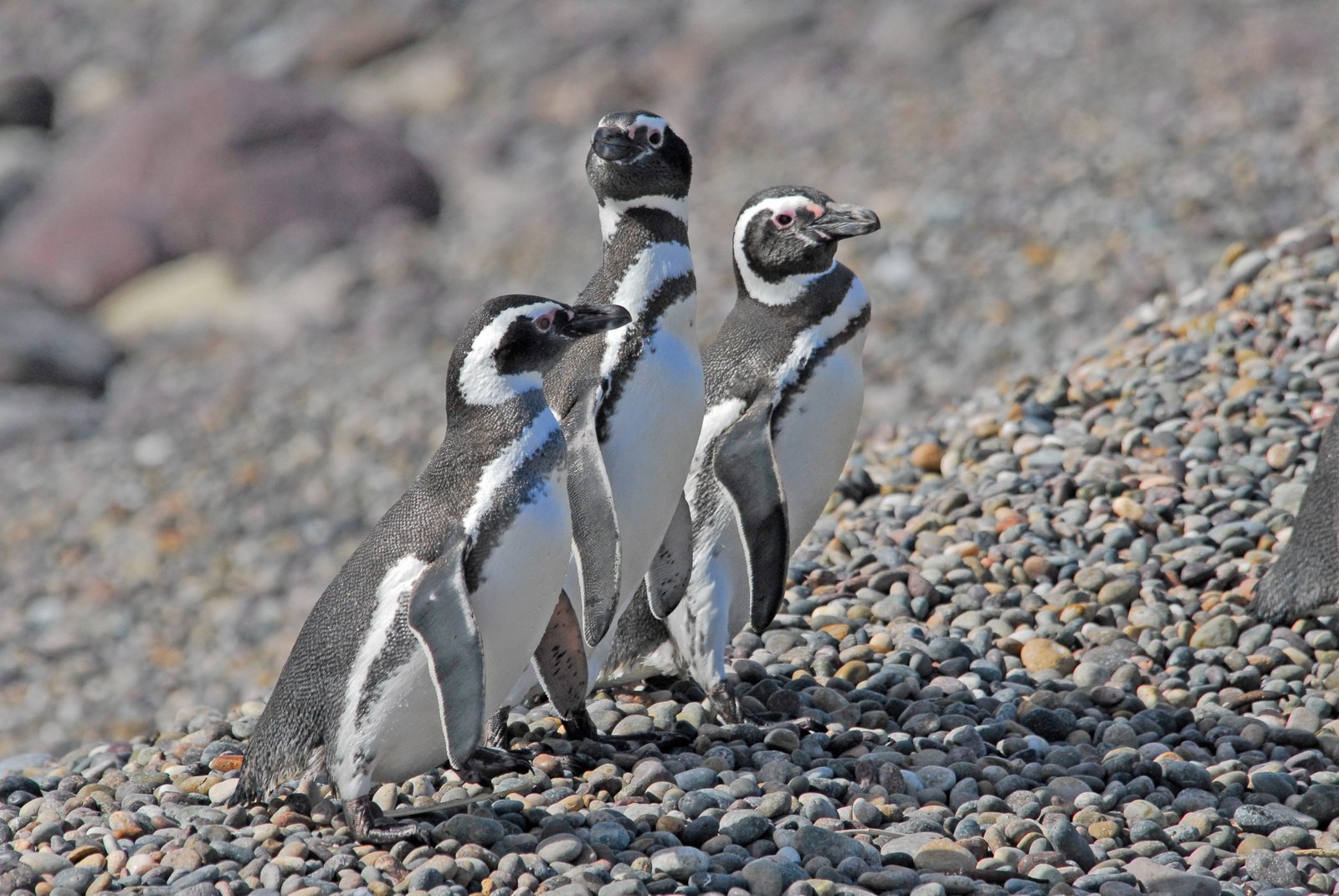 temporada de pingüinos en Chubut
