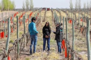 enoturismo en Neuquén