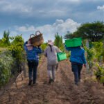 La Ruta del Vino se posiciona como atractivo en La Pampa