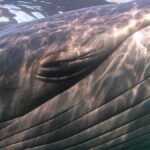 Renovada propuesta turística veraniega de Comodoro Rivadavia