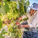 Salta vive el tiempo de la Vendimia 2026 con variadas propuestas