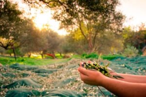 Sabores del mediterráneo en Argentina: las fincas bonaerenses de olivares donde se cultiva el aceite virgen extra del país