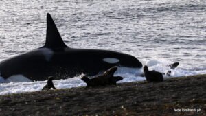 Península de Valdés: Chubut ya vive la temporada de Orcas 2026