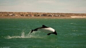 Chubut invita a disfrutar el fin de semana largo con promociones y experiencias únicas en toda la provincia