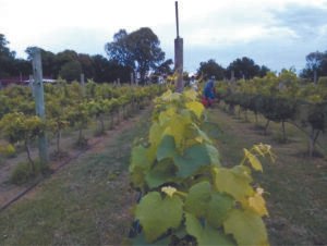 Las bodegas bonaerenses invitan a disfrutar de una atractiva agenda de eventos enoturísticos