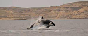 Chubut: El fenómeno orcas deslumbra a los turistas en Península de Valdés