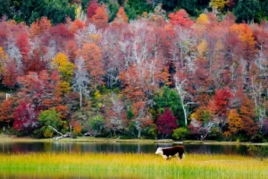 El otoño que pinta la Patagonia… Neuquén expone la diversidad de sus paisajes