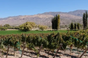 Enoturismo en Jujuy: jornada «De la Vid a la Experiencia» con foco en bodegas