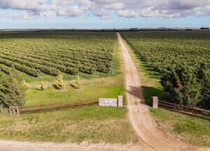Otoño de cosecha: Experiencias entre olivares, sierras y sabores de la provincia de Buenos Aires