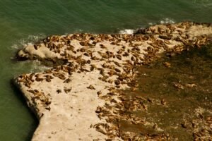 Chubut aprobó el primer Plan de Manejo del Área Natural Protegida Punta Marqués