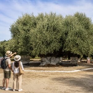 La Rioja celebra el Día Nacional de la Olivicultura con un fin de semana especial en Aimogasta