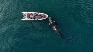 El Gran Escenario del Atlántico: Se vive la temporada de fauna marina en Río Negro
