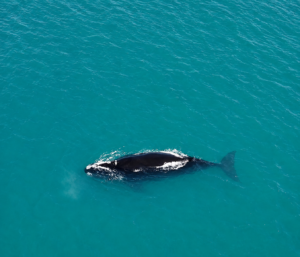 Cuando el mar respira cerca… Ballenas en las costas bonaerenses