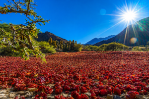 Desde el corazón del Alto Valle Calchaquí salteño, Cachi se proyecta al mundo de ONU Turismo