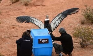 En Sierra de las Quijadas, el cóndor andino Wayra volvió a volar libre