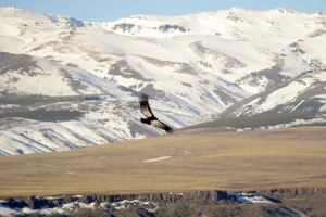Cuando llega el invierno, la naturaleza en Neuquén también cambia su ritmo