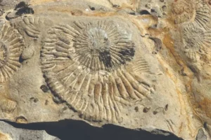 Un viaje al Jurásico: la experiencia para descubrir el «Mar de Vaca Muerta»