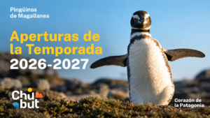 Los pingüinos de Magallanes llegan a Chubut para brindar uno de los grandes espectáculos de la fauna patagónica