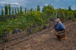 Trenel será el epicentro del vino y la cultura pampeana en el inicio de la nueva temporada