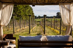 Turismo del vino y oleoturismo, atractivas propuestas en la Provincia de Buenos Aires