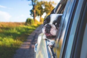 Booking.com revela los destinos donde las mascotas son las verdaderas dueñas del VIP